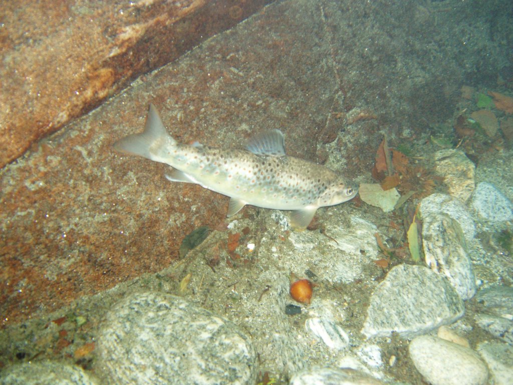 poisson 2
Mots-clés: Verzasca, Cannobino