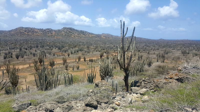 Nord_Bonaire_reserve_naturelle.jpg