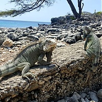 Lezard_local.jpg