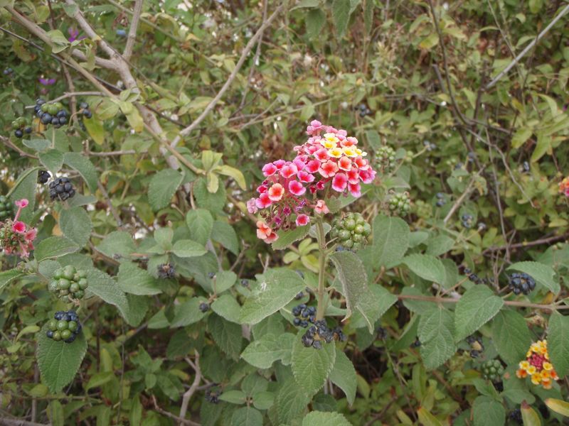 3-P9100015CJPW.JPG