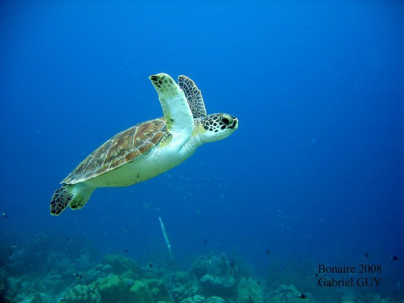 DSC08082-CPPLO
Tortue imbriquÃ©e
