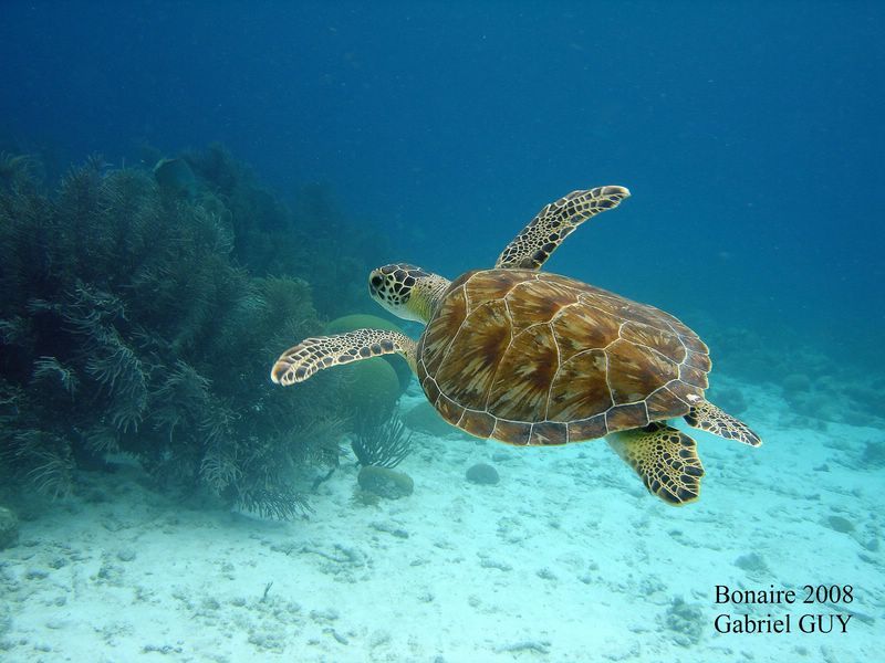 DSC08202-CPPLO
Tortue imbriquÃ©e
