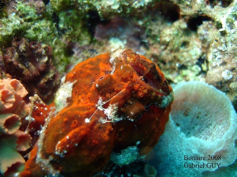 DSC08231-CPPLO
Antennaire ou poisson-crapaud (Frogfish)
