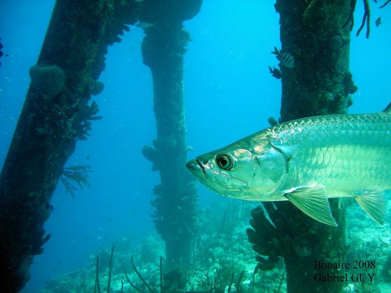 DSC08353-CPPLO
Tarpon
