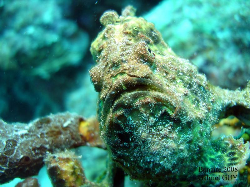 DSC08438-CPPLO
Antennaire ou poisson crapaud (frogfish)
