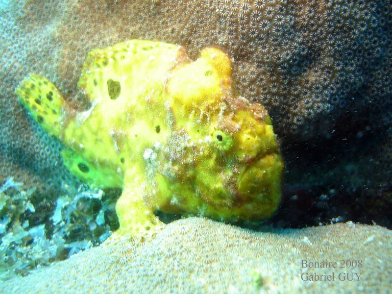 DSC08731-CPPLO
Antennaire jaune ou poisson crapaud (frogfish)
