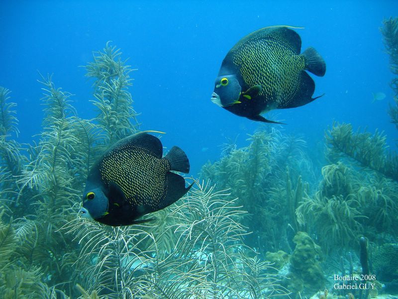 DSC07194-CPPLO
Couple de poissons-anges

