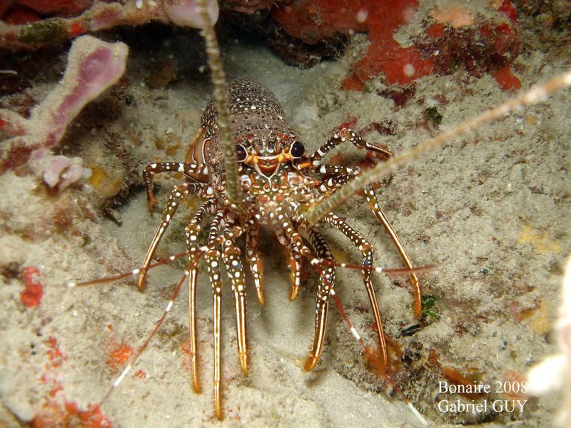 DSC07753-CPPLO
Langouste
