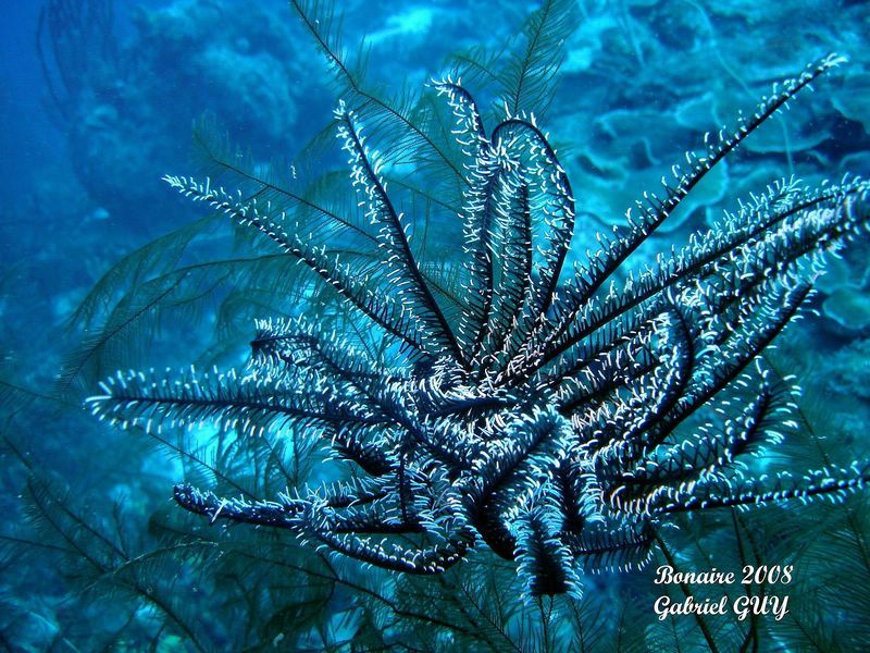 DSC07813-CPPLO
CrinoÃ¯de
