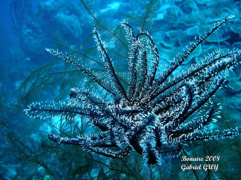 DSC07813-CPPLO
CrinoÃ¯de
