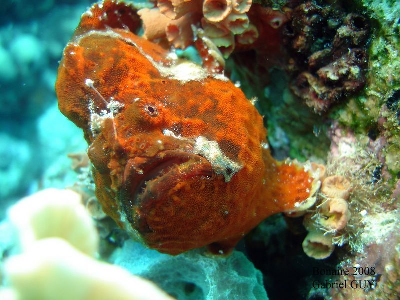 DSC08235-CPPLO
Antennaire ou poisson crapaud
