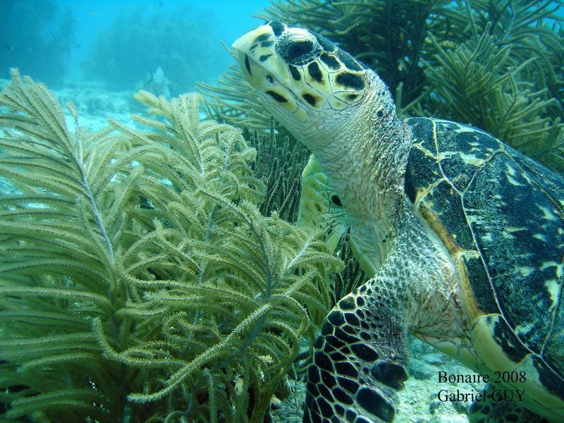 DSC08498-CPPLO
Tortue imbriquÃ©e
