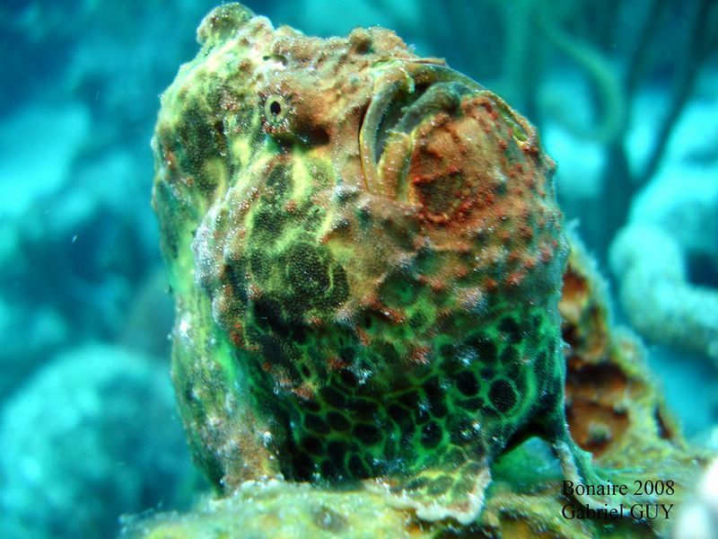 DSC08057-CPPLO
Antennaire femelle ou poisson crapaud
