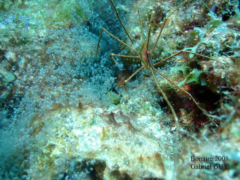 DSC08085-CPPLO
Crabe
