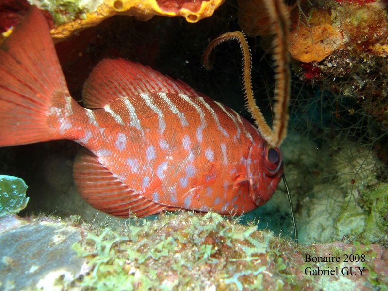 DSC08145-CPPLO
Poisson gros-yeux
