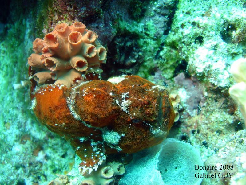 DSC08223-CPPLO
Antennaire rouge ou poisson crapaud
