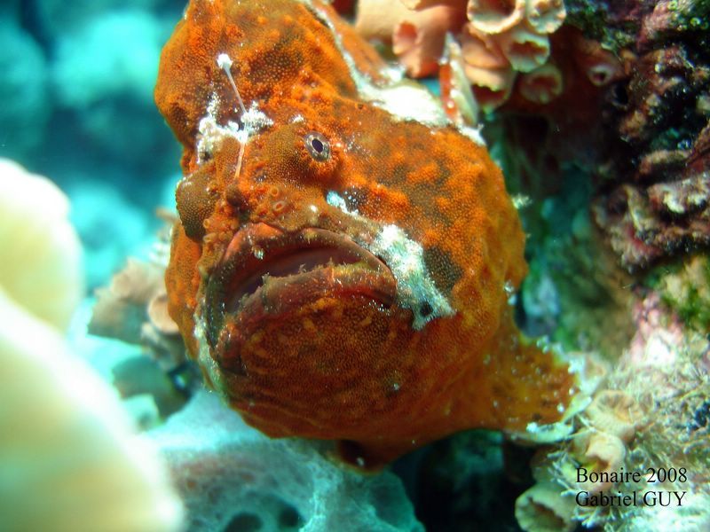 DSC08234-CPPLO
Antennaire rouge ou poisson crapaud
