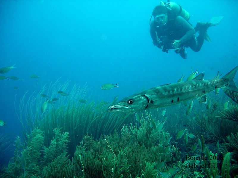 DSC08274-CPPLO
Barracuda et plongeur: lequel ?
