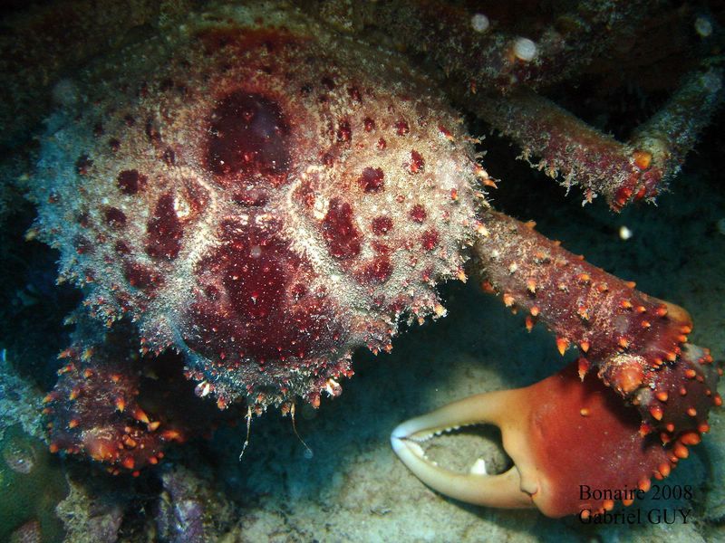 DSC08537-CPPLO
Crabe araignÃ©e
