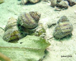 Copie_de_DSC09565-CPPLO.JPG