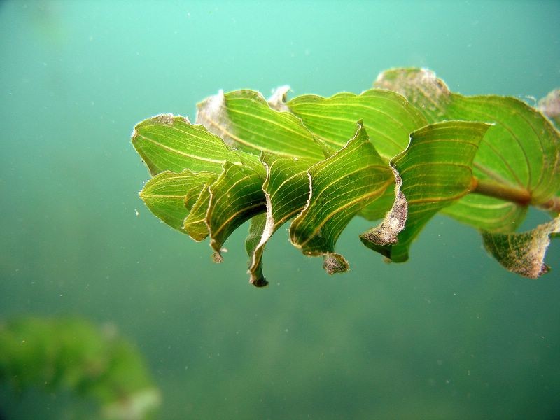 "Verdure" aquatique
