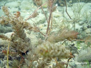 DSC09541-CPPLO.JPG
