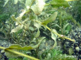 DSC09542-CPPLO.JPG