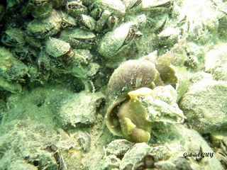 DSC09551-CPPLO.JPG