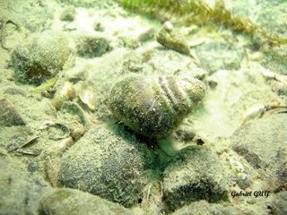 DSC09554-CPPLO.JPG