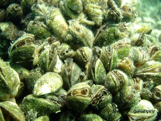 Moules zebrÃ©es
