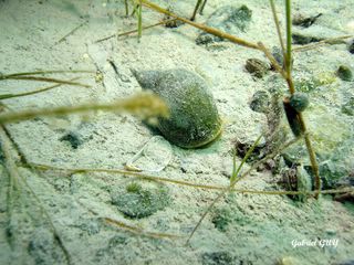 DSC09560-CPPLO.JPG