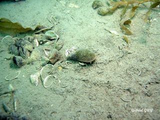 DSC09564-CPPLO.JPG