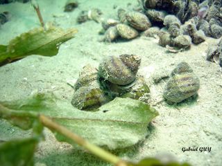 DSC09565-CPPLO.JPG