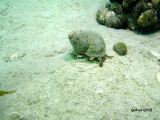 DSC09566-CPPLO.JPG