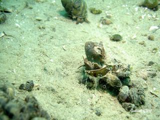 DSC09568-CPPLO.JPG