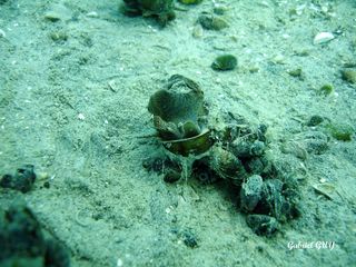 DSC09569-CPPLO.JPG