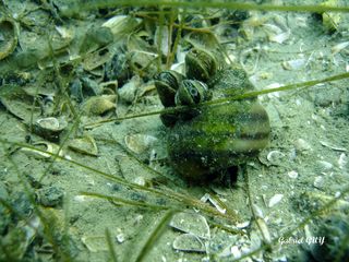 DSC09572-CPPLO.JPG