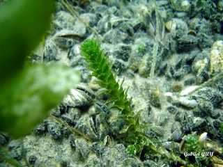 DSC09574-CPPLO.JPG