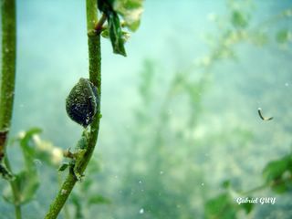 DSC09578-CPPLO.JPG