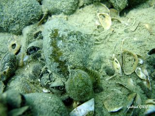 DSC09584-CPPLO.JPG