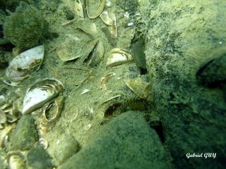 DSC09585-CPPLO.JPG