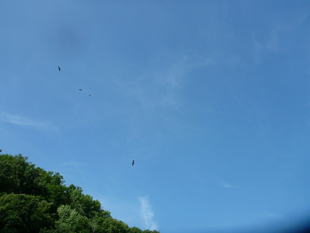 P1030955_28Copier29.JPG
