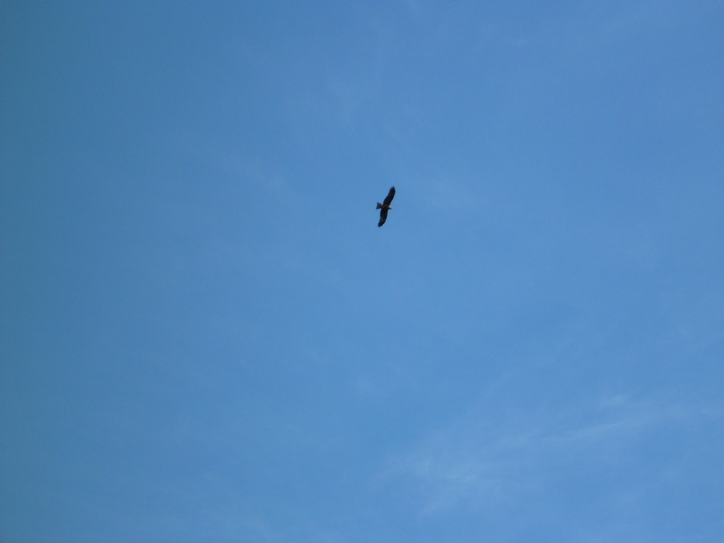 P1030967_28Copier29.JPG