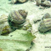 Copie_de_DSC09565-CPPLO.JPG