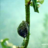Copie_de_DSC09578-CPPLO.JPG