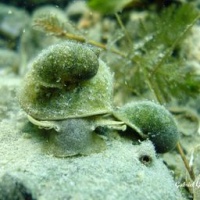 Copie_de_DSC09581-CPPLO~0.JPG