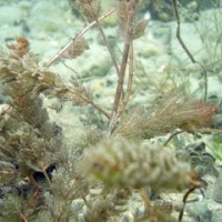 DSC09541-CPPLO.JPG