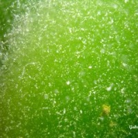 DSC09550-CPPLO.JPG