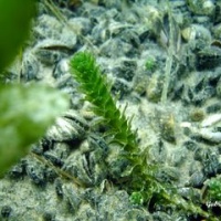 DSC09574-CPPLO.JPG