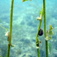 DSC09577-CPPLO.JPG